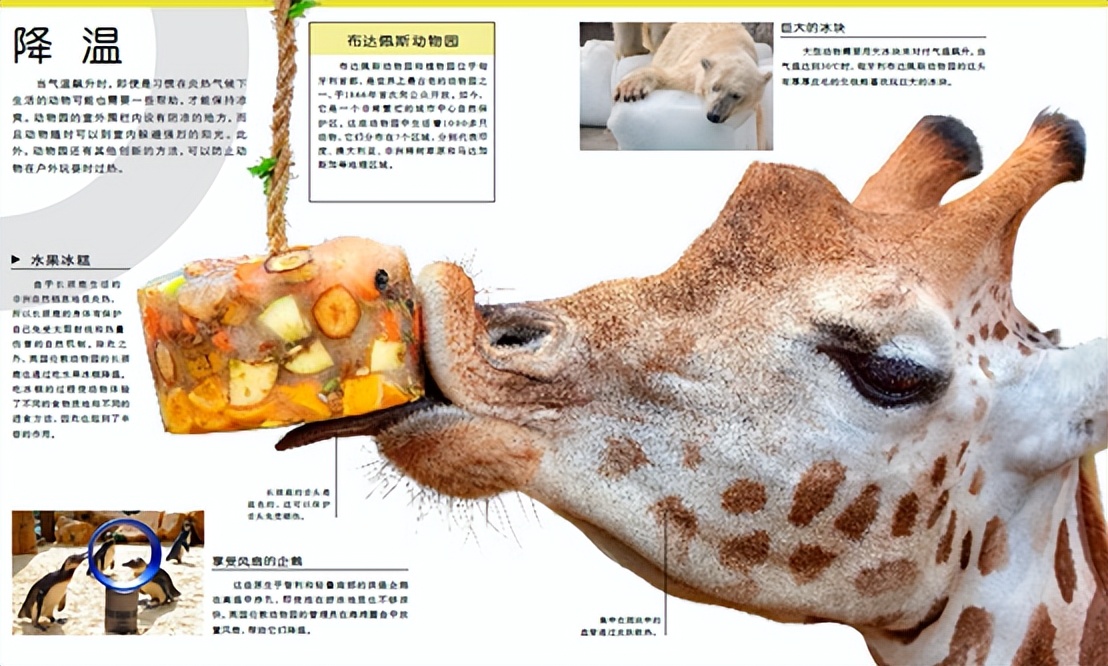 dk动物园全套,dk揭秘动物王国的奥秘