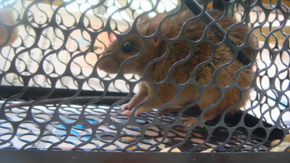 鼠王被抓叫来老鼠报复咬人,老鼠爬到床上为什么还会咬人