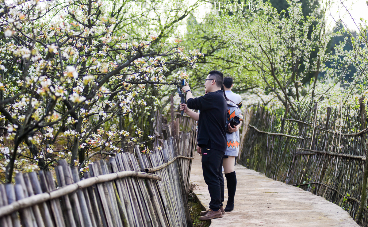 潼南油菜花旅游攻略,美好春日潼南赏花地图快来get