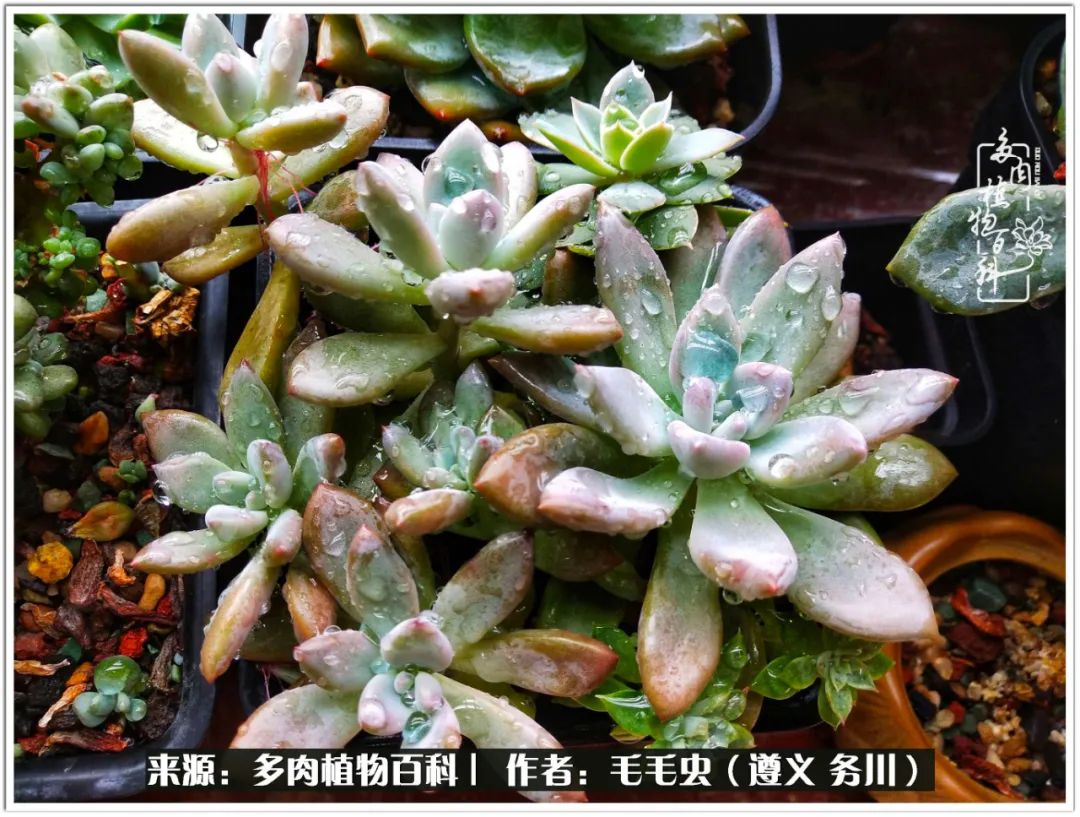 多肉可抵岁月,多肉之花语