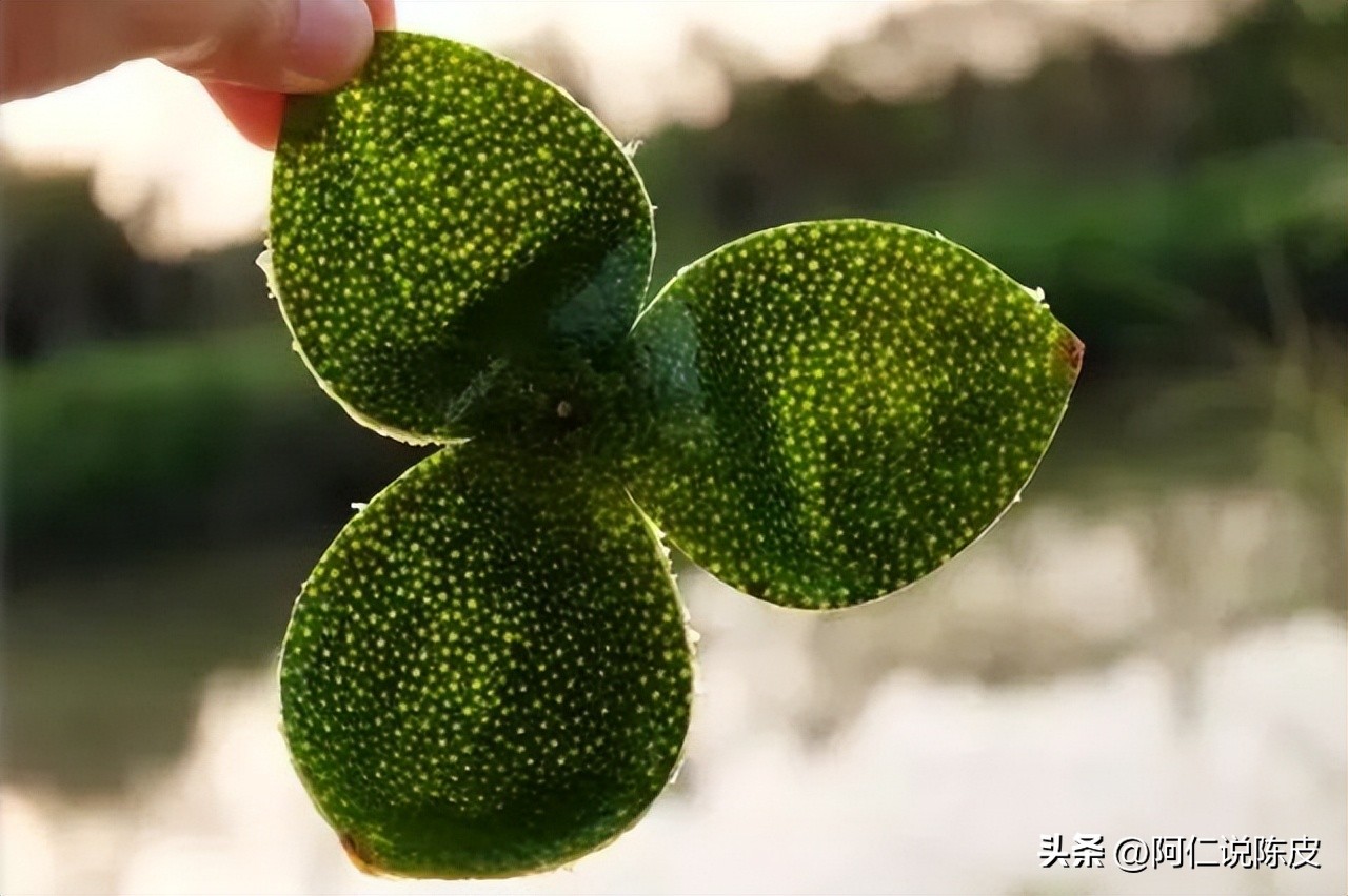 新会陈皮的真相,新会陈皮辨别真假