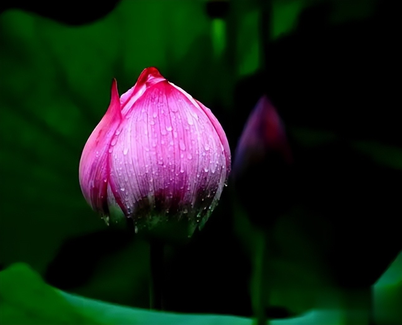 以下哪个是荷花的别名蚂蚁庄园6月21日答案