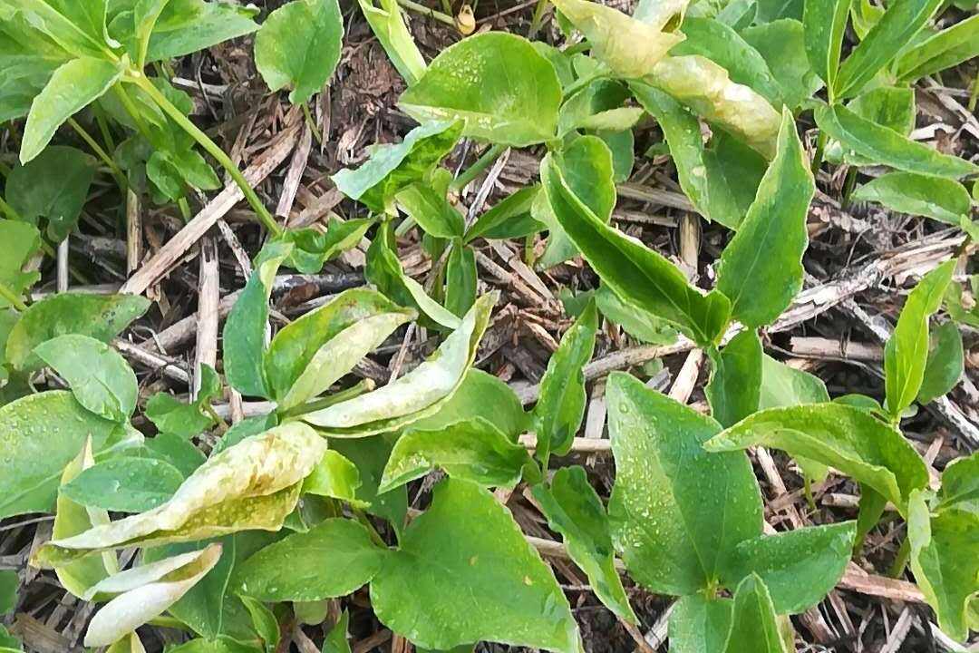 鍐滄皯鎸栦竴鏂ゅ崐澶忓彲鍗栧灏戦挶,鍐滄潙鐢熸椿鎸栧崐澶忚禋閽卞悧