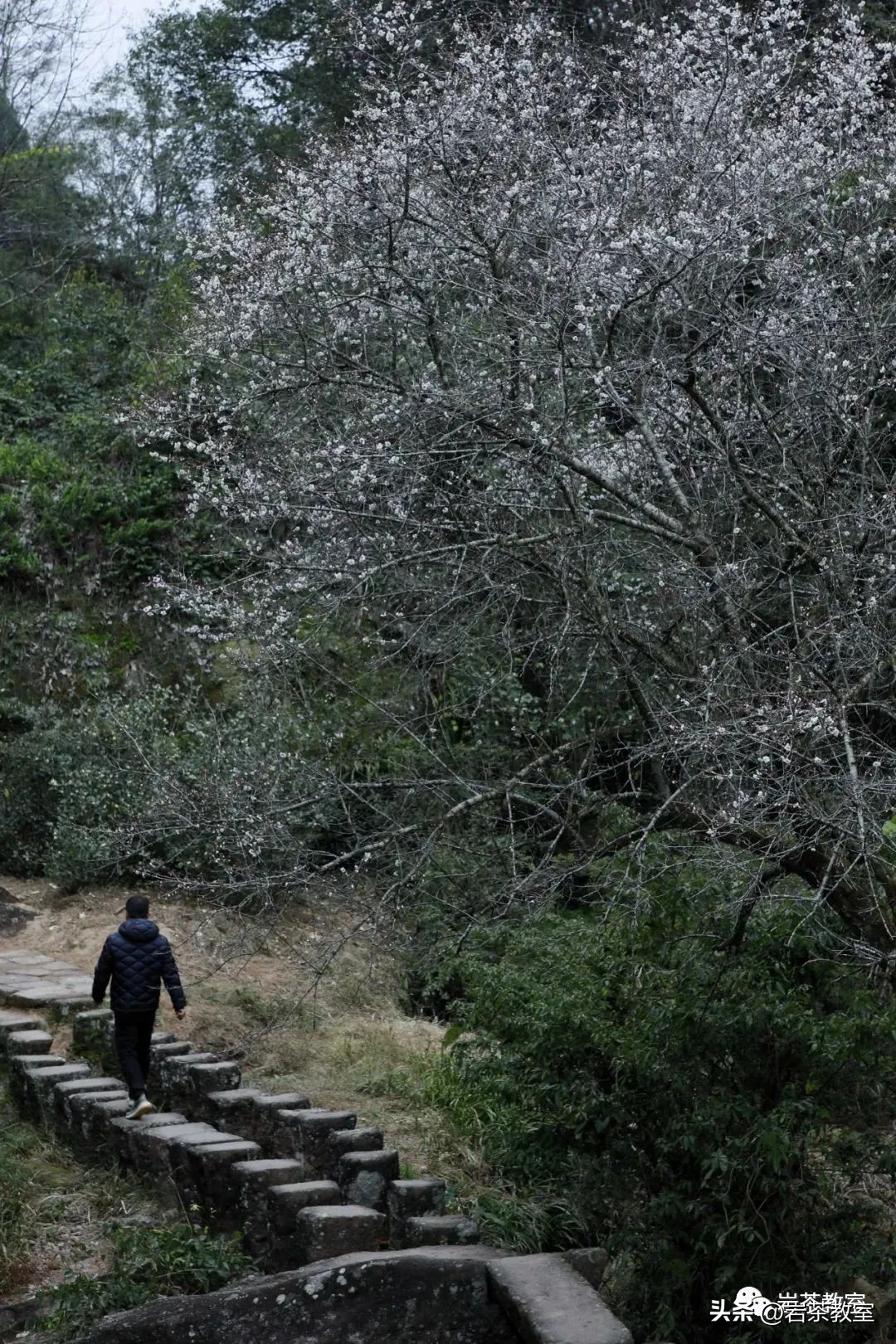 带兰花香的岩茶是什么品种,带香味的茶是假的吧