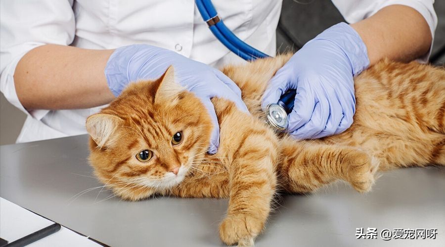 猫咪耳部疾病的预防 (猫咪泌尿系统疾病)