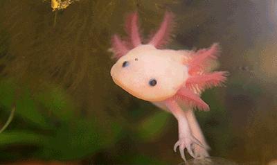 广州海关截获“六角恐龙”,花鸟市场50元6条,难道是濒危物种?