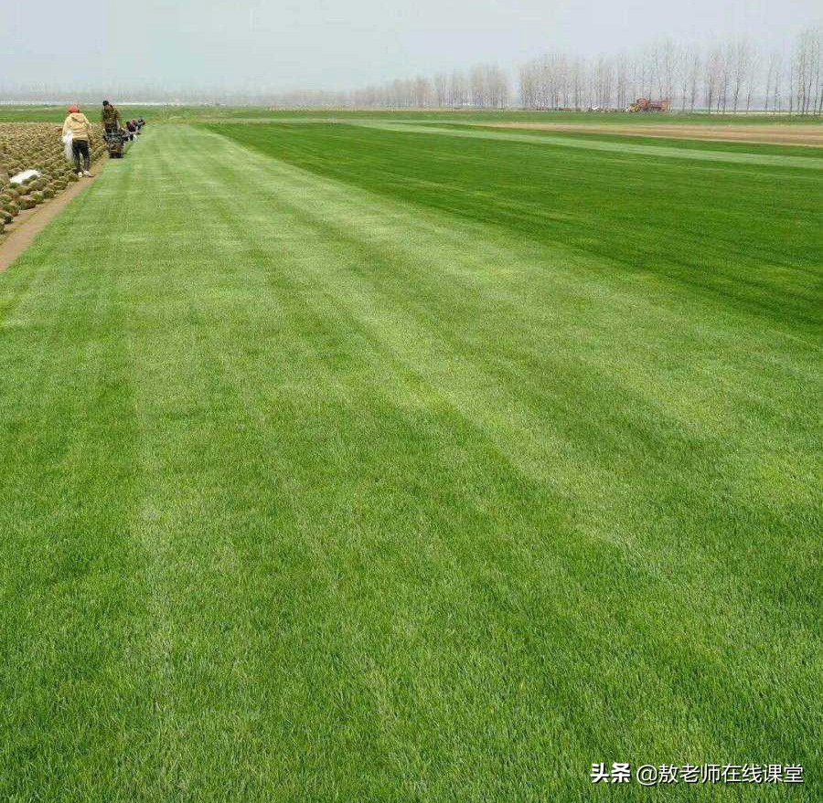 草坪园林景观设计,园林景观和草坪景观区别