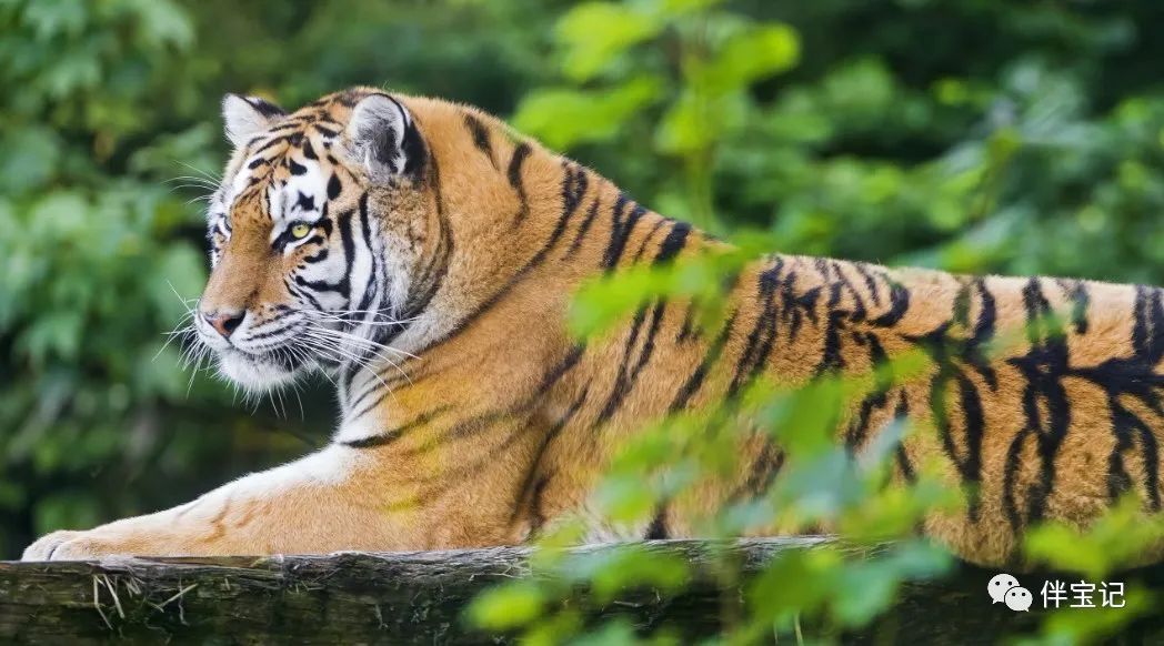 十二生肖中老虎和兔子的故事,十二生肖虎兔的故事