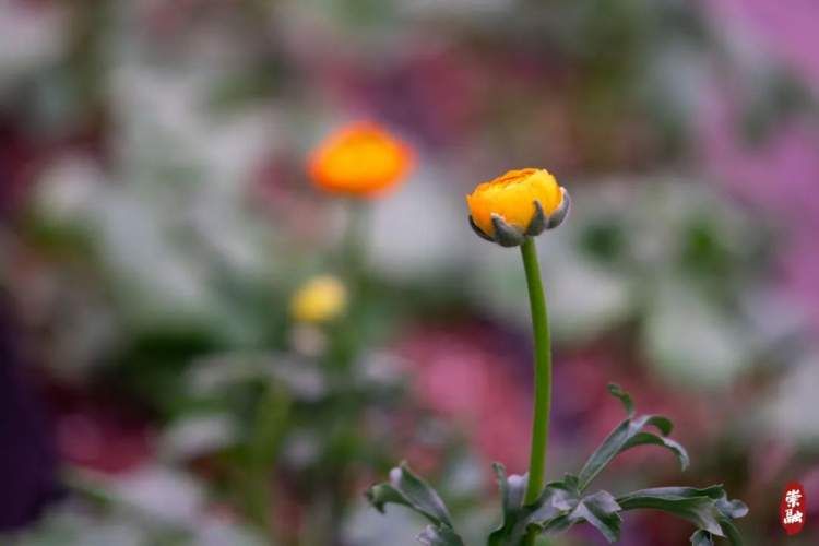 崇明花海,鲜花盛开的岛屿崇明岛