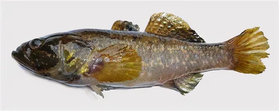 黑龙江三花五罗十八子图片,黑龙江名鱼三花五罗