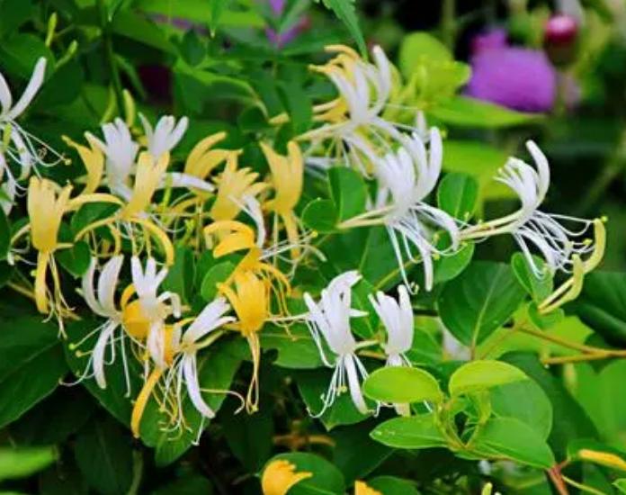 北方庭院常用花卉讲究,适合北方院子花卉哪些最好养