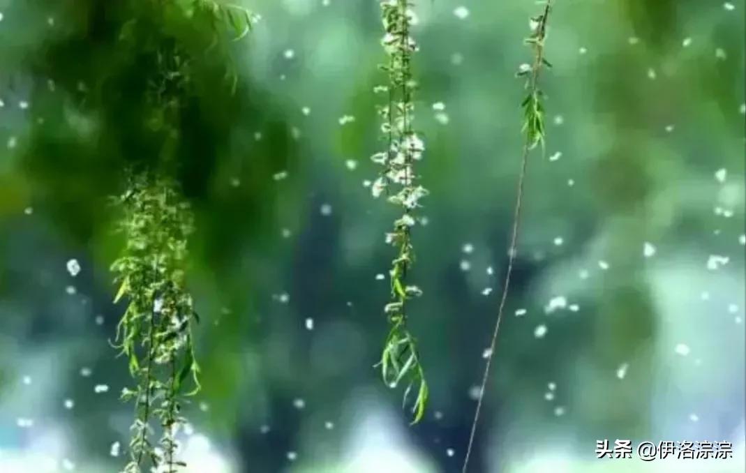 烟雨是指什么季节的雨,烟雨是仄声吗