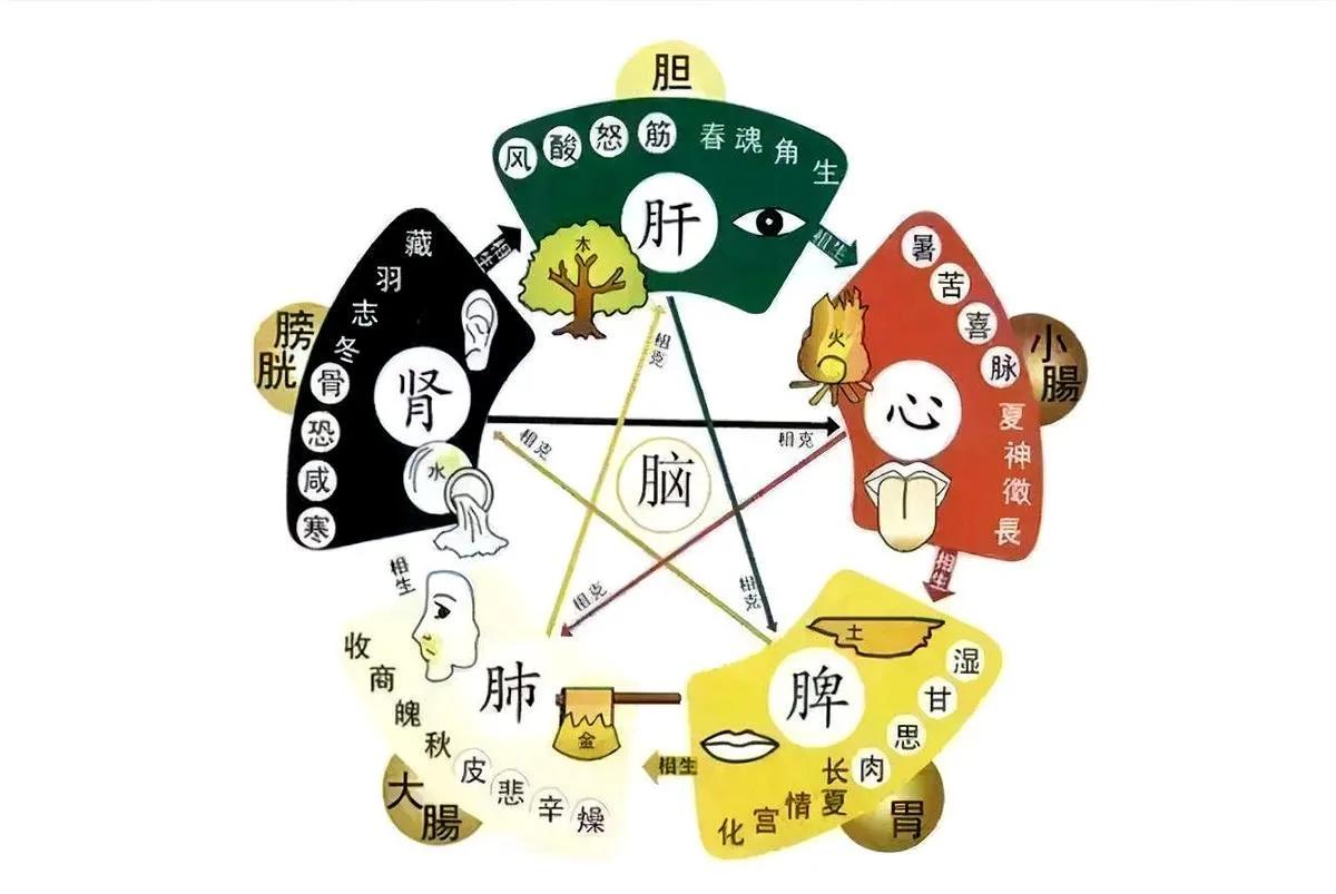 中医辨证补充五脏津液,中医实战笔记五脏别论