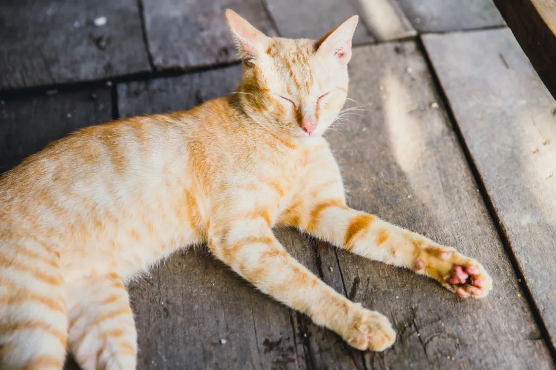 八首最温馨诗词,超级治愈的10首诗词累了就读一读