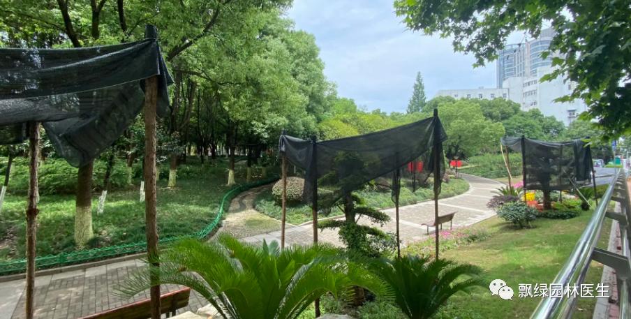 草坪苗木生长抑制最好方法,草坪灌木苗的养殖方法