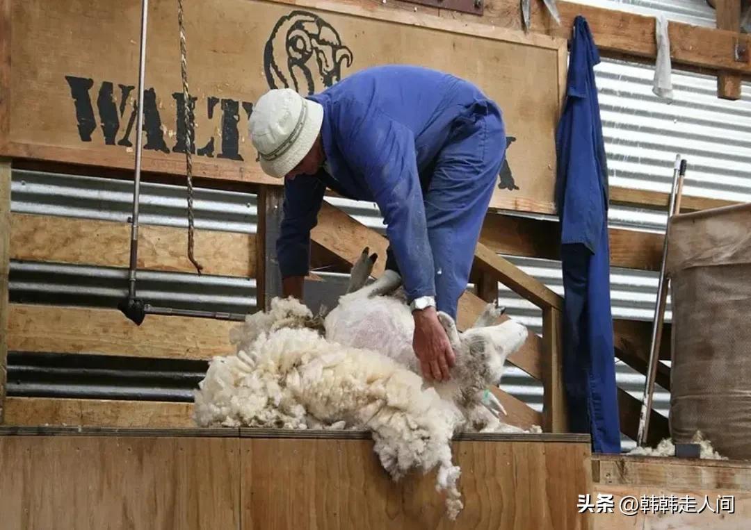 新西兰世界唯一的净土,新西兰一个隐藏的天堂