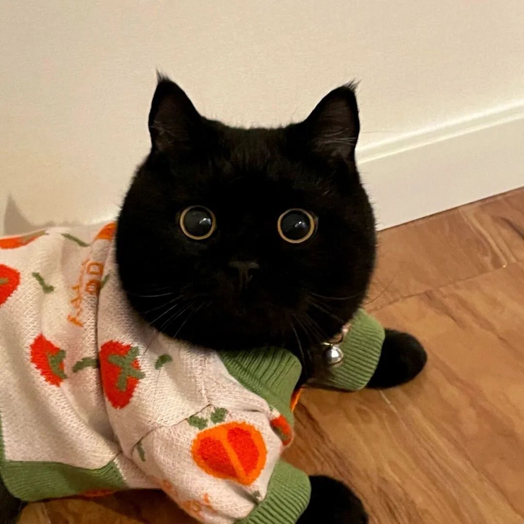 github上有没有比较难的前端项目,github中可以让前端小白练手的项目