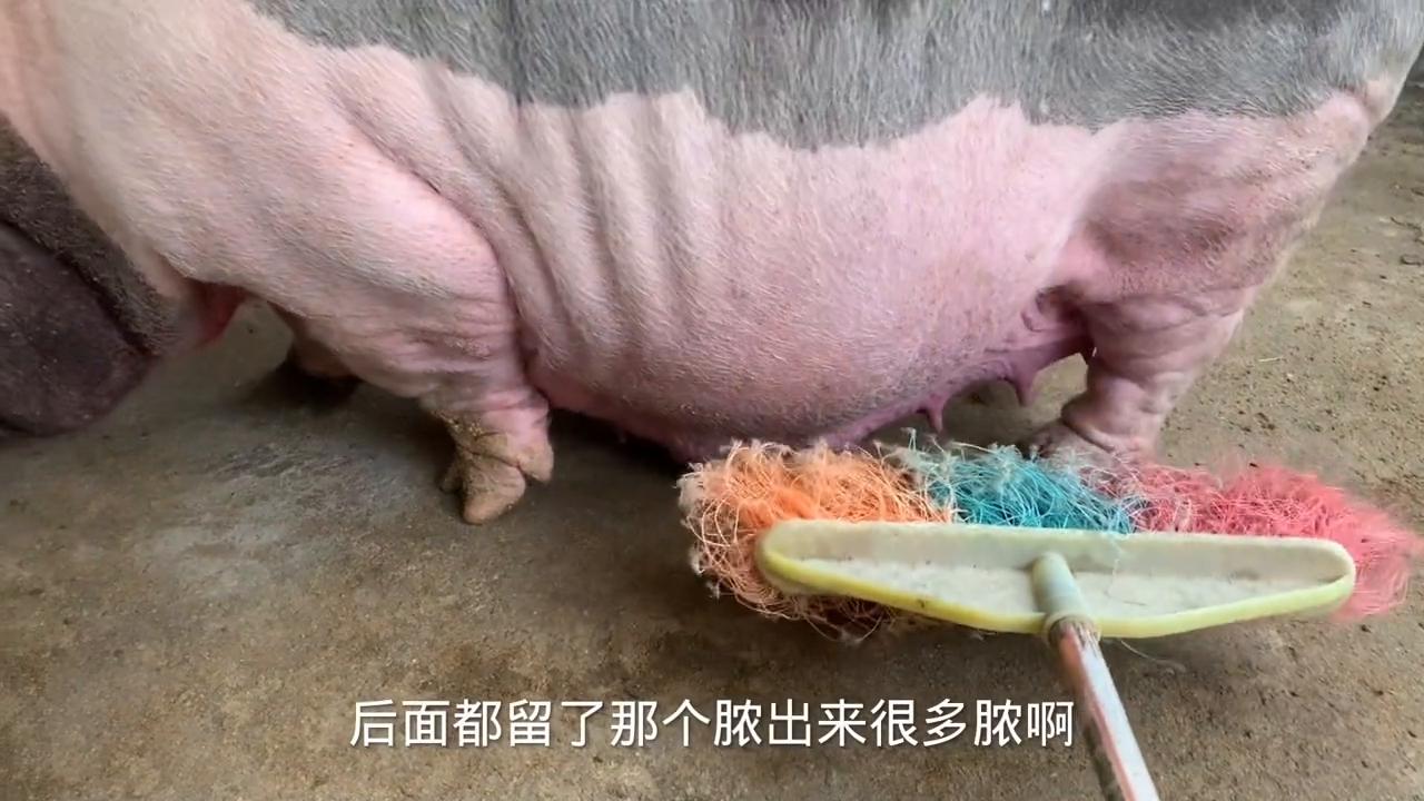 快产子的母猪怎么饲喂,母猪低温最好的处理方法