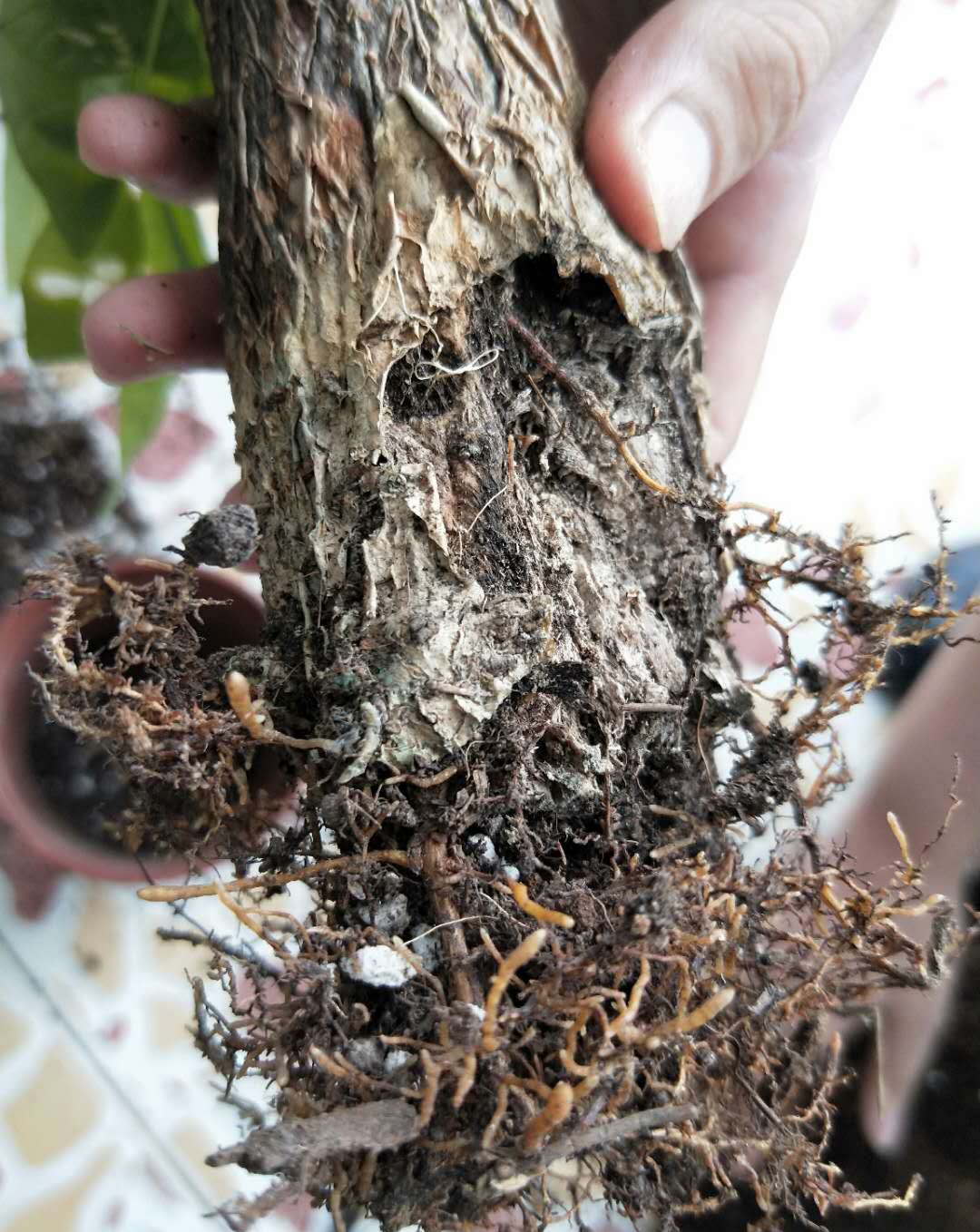 被水浇死的盆栽,容易浇死的植物