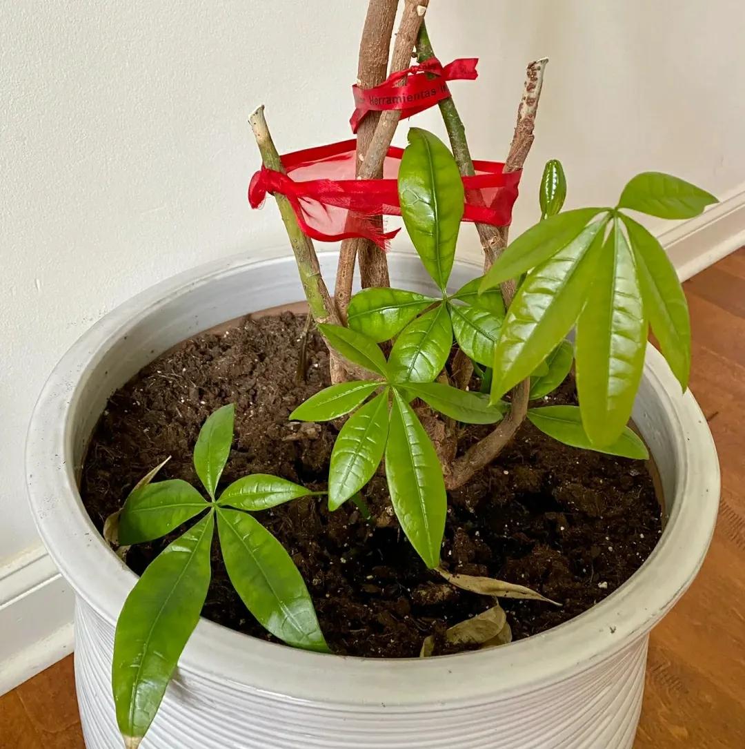 7叶发财树怎么养才能旺盛,发财树七八月份怎样施肥