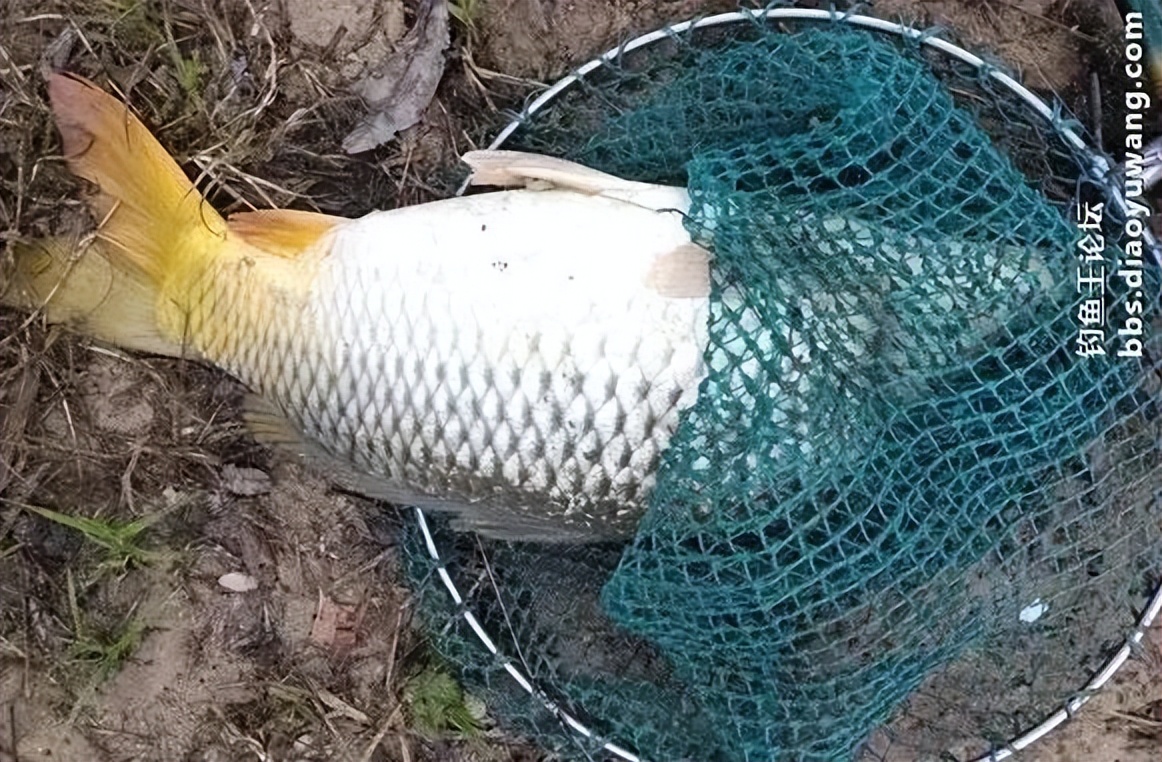 今晚吃鱼能配蓝鲫吗,今晚吃鱼加野战蓝鲫评测
