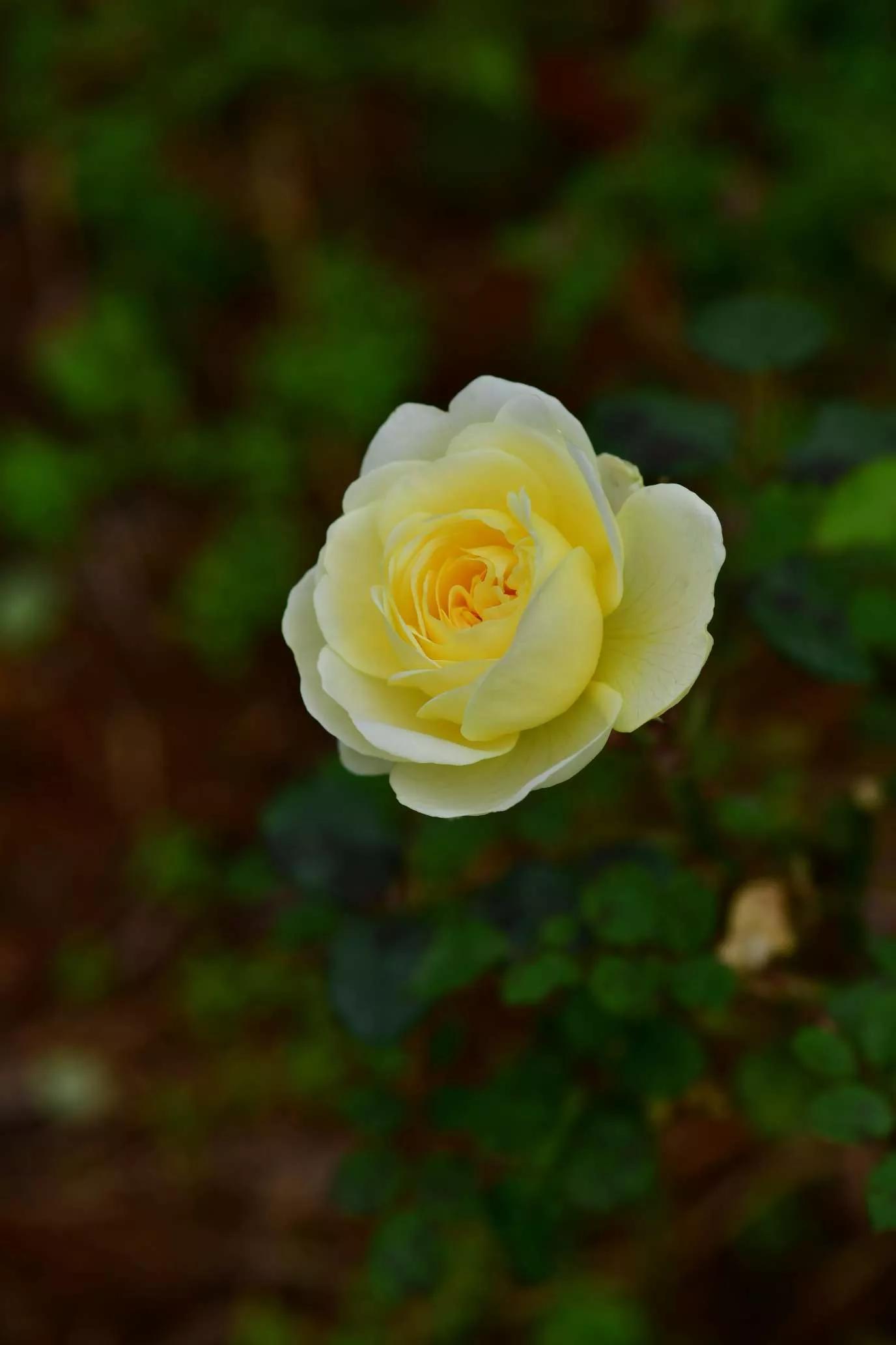 所有花的名称大全,认识各种花的寓意