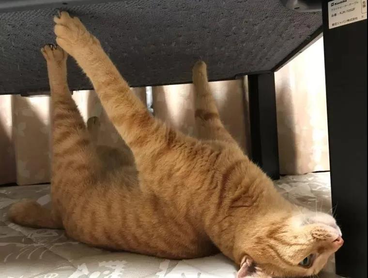 别人家的猫是液体还是固体,猫都是水做的