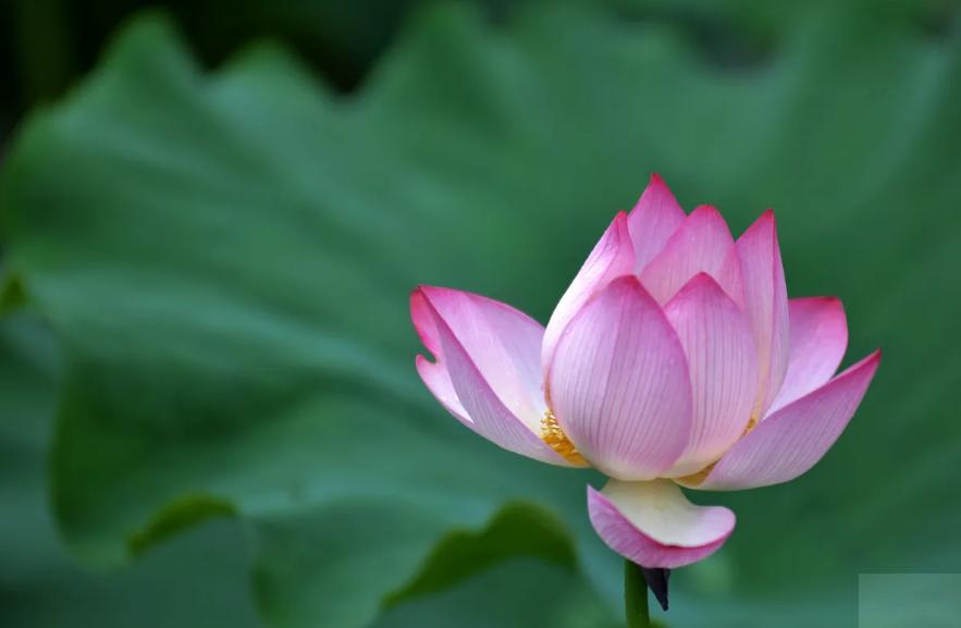 周嗣远|接天碧叶莹如玉，夕照芙蓉万朵花（原创荷之歌25首）