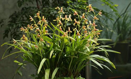 4种花适合新手养漂亮好养,20种坑人的花