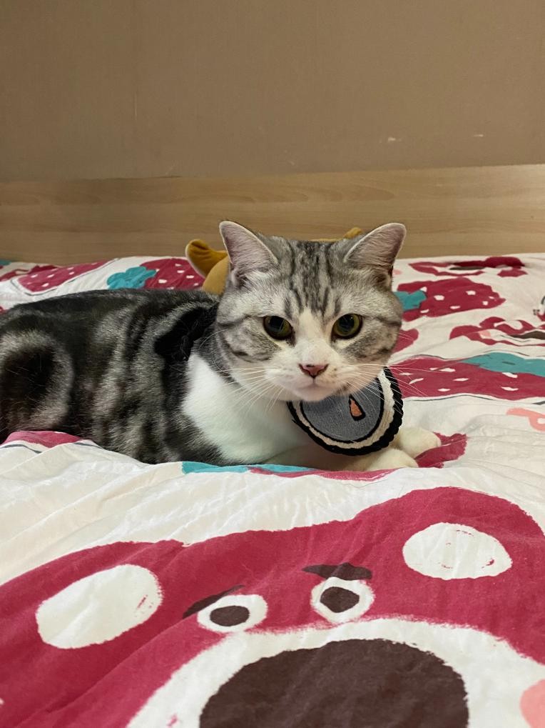 猫咪喝水自动饮水机值得买吗,猫咪不会用饮水机推荐什么