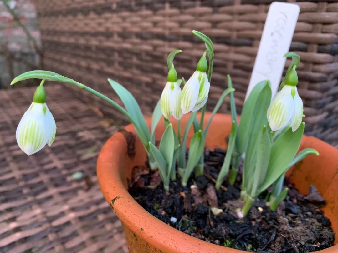 买花避开哪里,买花避坑指南