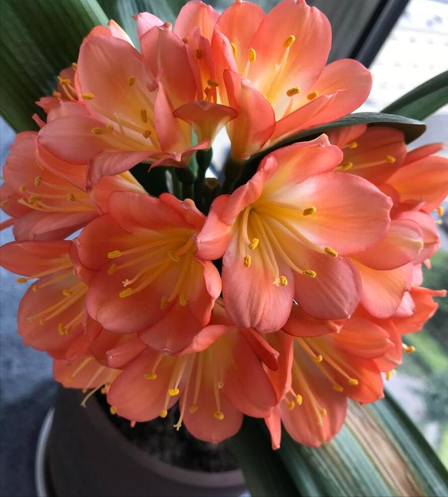 5种花浇不死浇水越多长得越旺,夏天种花早上还是晚上浇水好