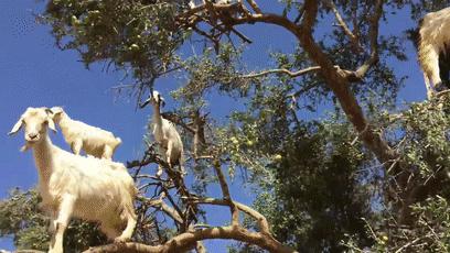摩洛哥踢球干净吗,摩洛哥的羊为什么上树