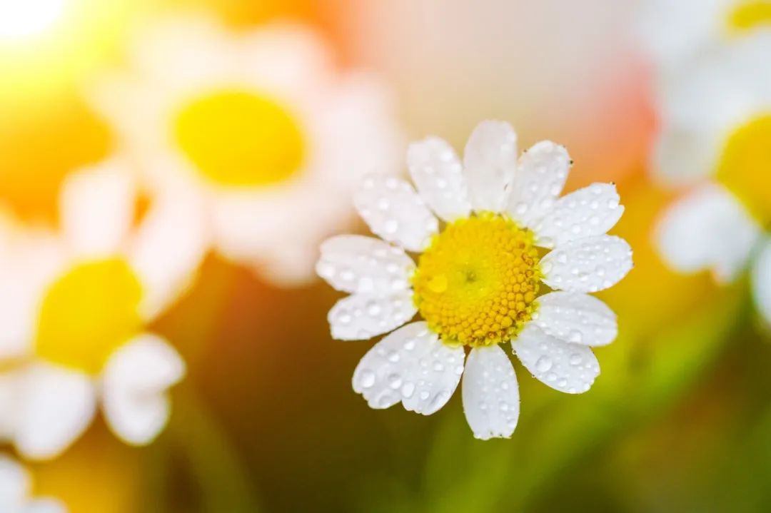 祝福一年比一年好的诗词,适合生日写的经典诗词