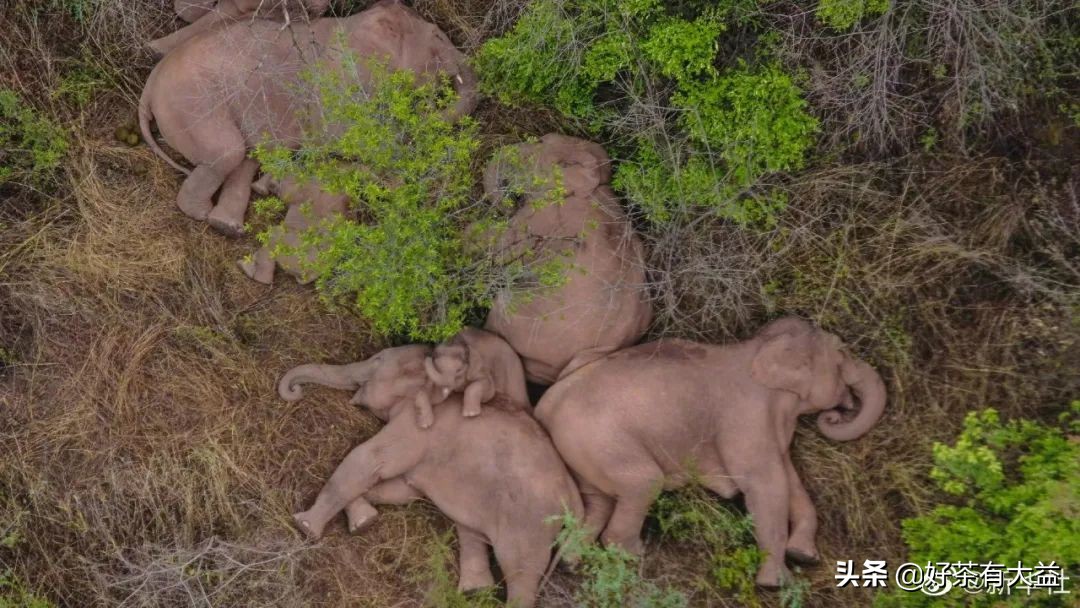 茶语春秋中国茶文化讲了什么,茶话春秋