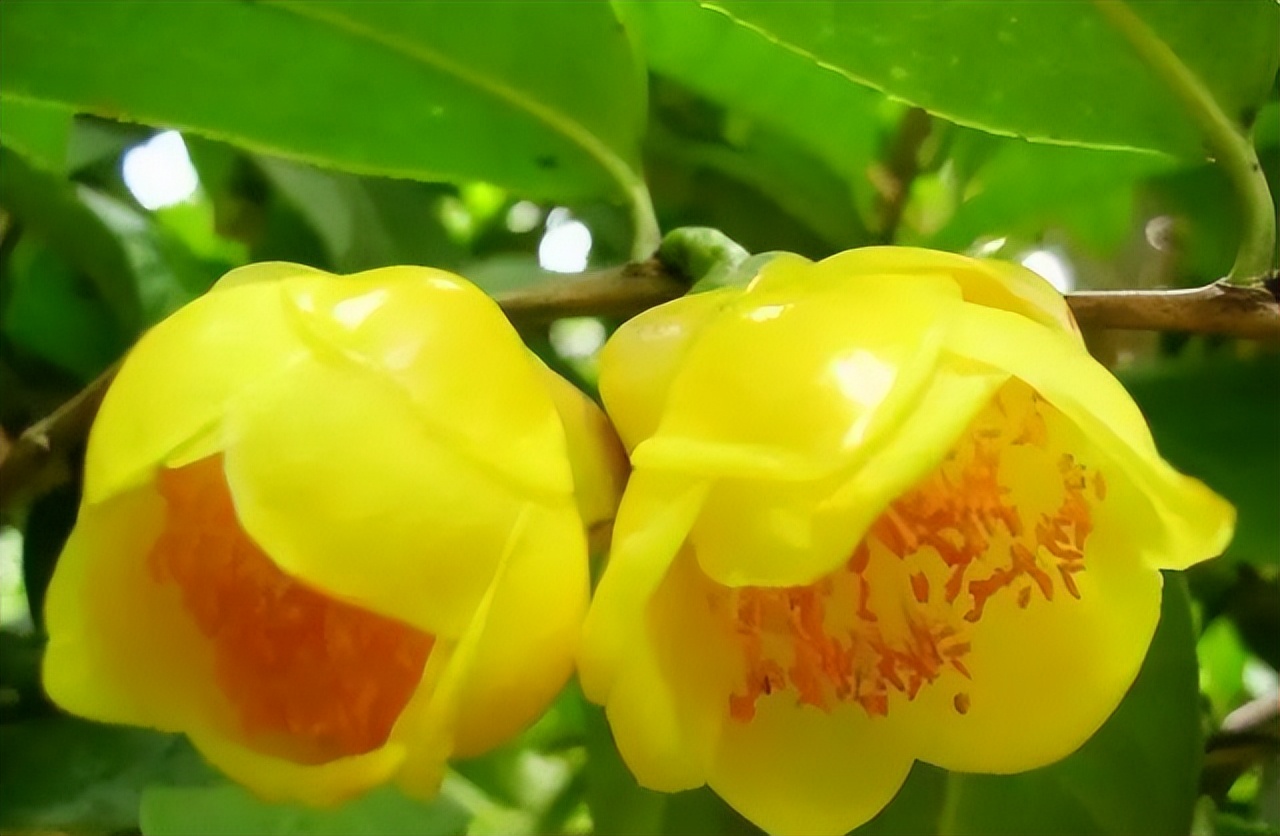 中国十大名花排行榜及图片,中国十大名花明细