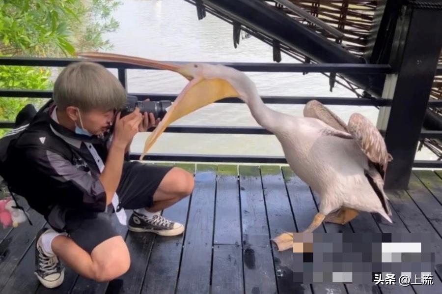 男孩景区遭鹈鹕灌顶,男孩被醍醐灌顶在什么景区