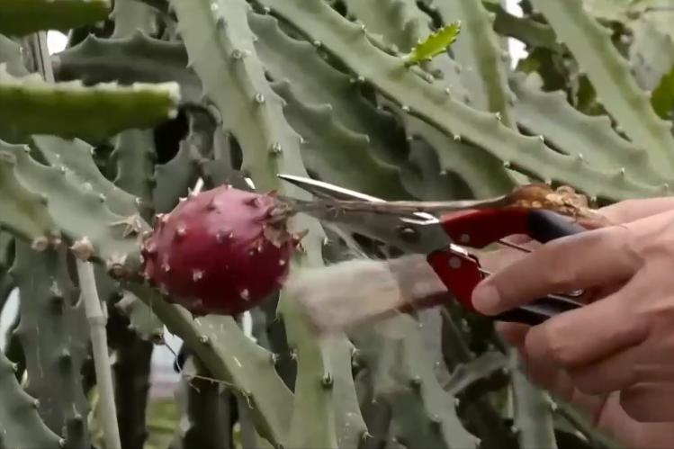 小伙子种火龙果四年身价过亿,种植火龙果一年挣1千万