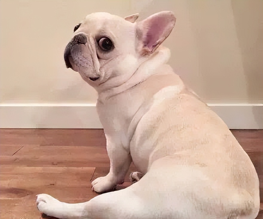 法斗怎么消除体臭,法斗体臭最佳治疗方法