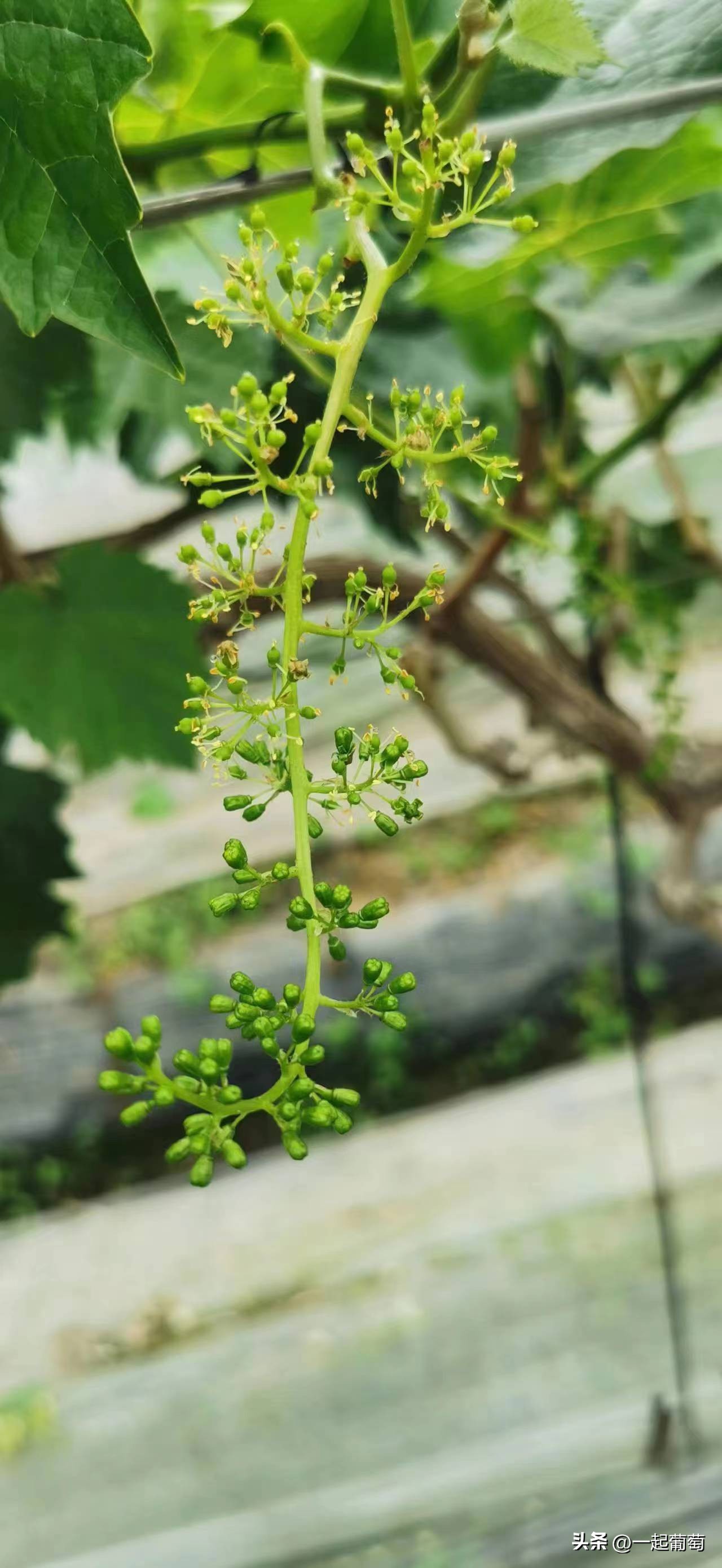 隔壁老王种葡萄的抖音,隔壁老王种植技术视频