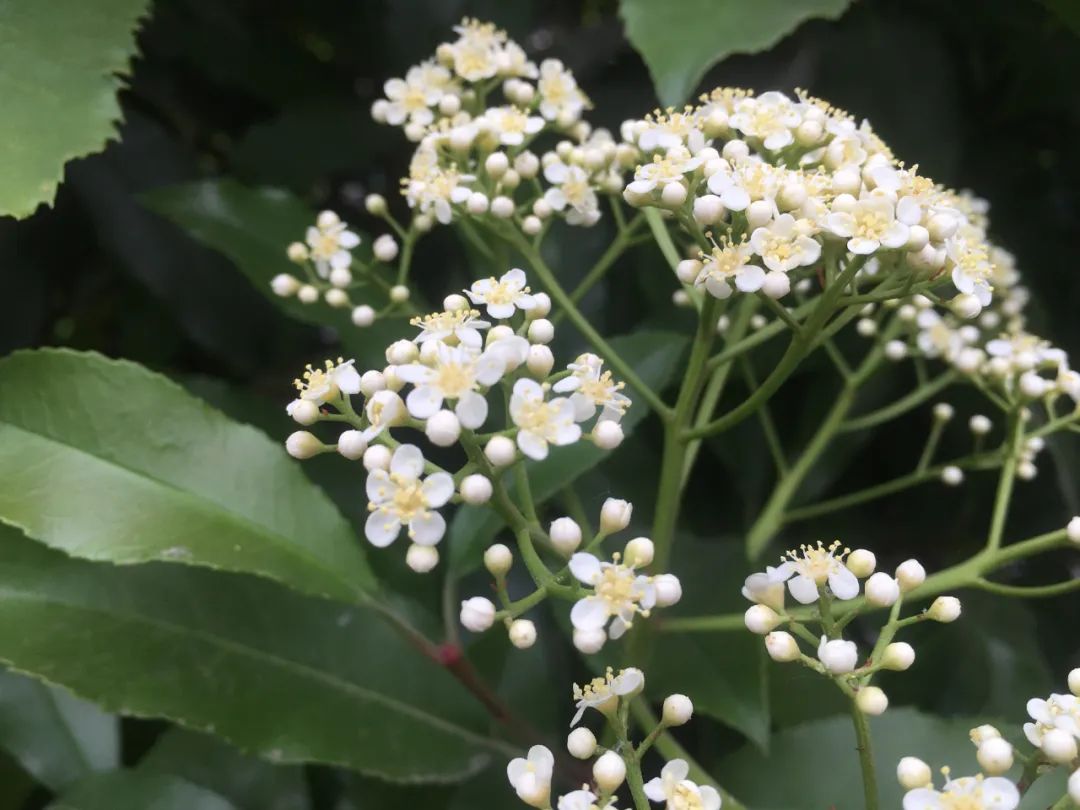 石楠花为什么种那么多,石楠花那么臭为什么还大面积种植