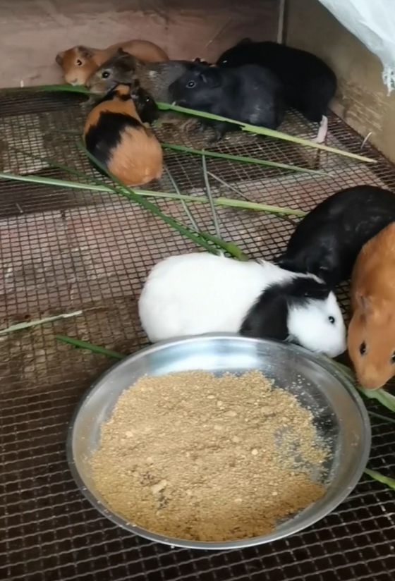 黑豚和中华黑豚,黑豚防病