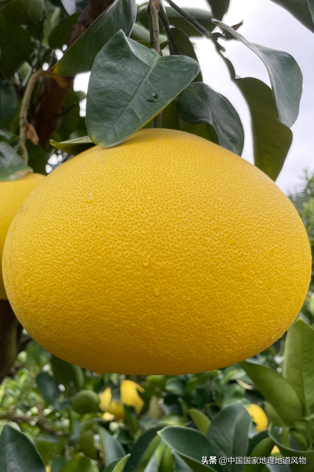 莆田荔枝龙眼枇杷,莆田的枇杷又大又甜