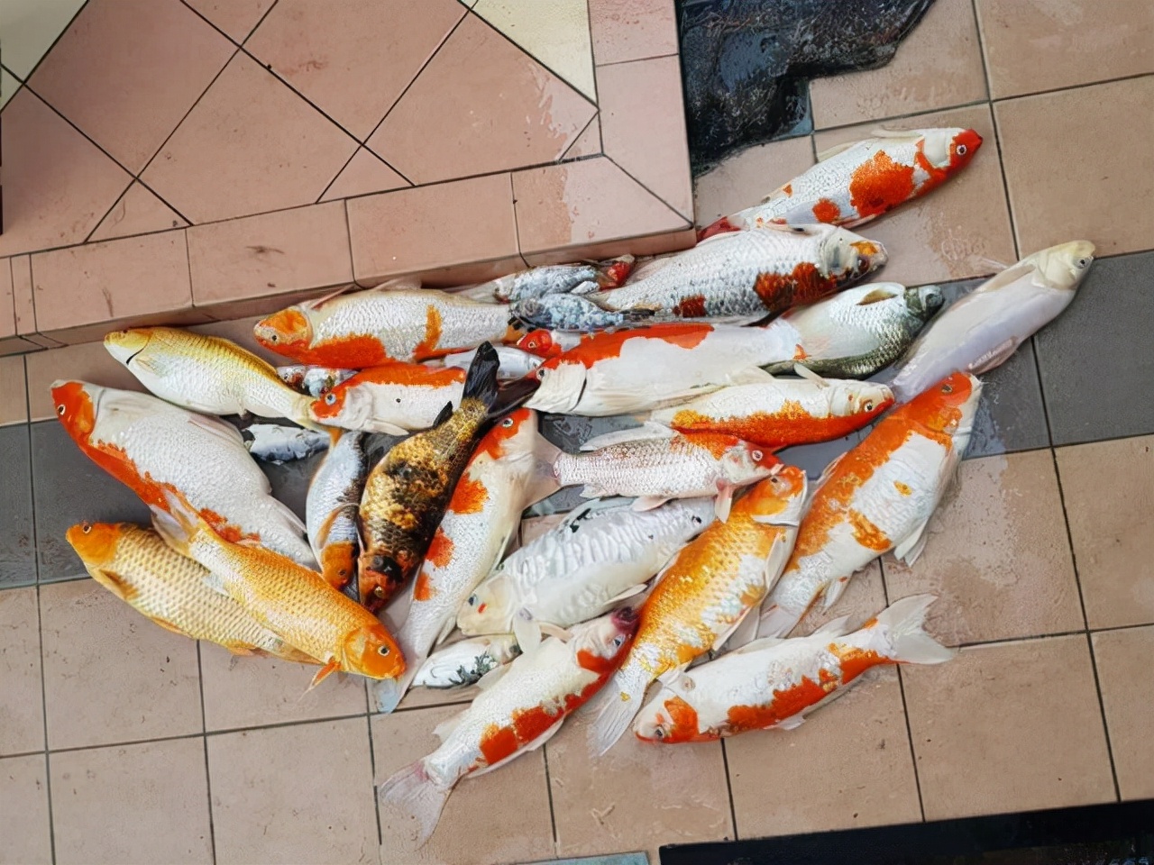 死了锦鲤怎么处理,锦鲤快死了有什么补救方法