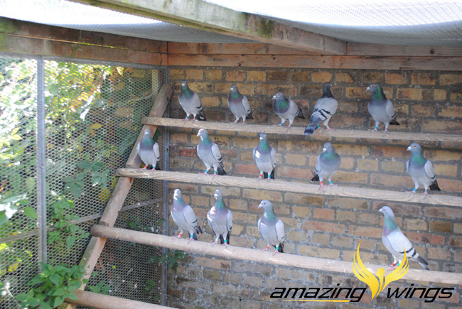 德国鸽界超级巨星迪欧亚普,图