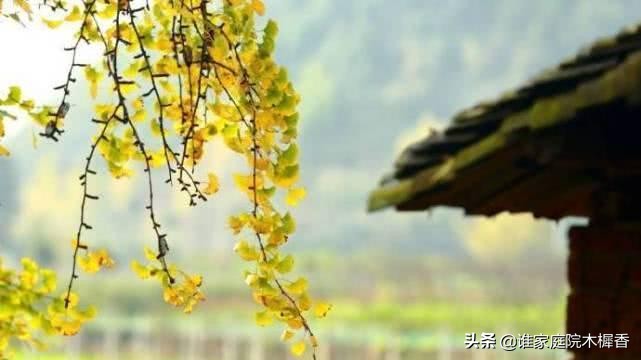 双调水仙子夜雨元徐再思读音,徐再思水仙子夜雨全文手写图片