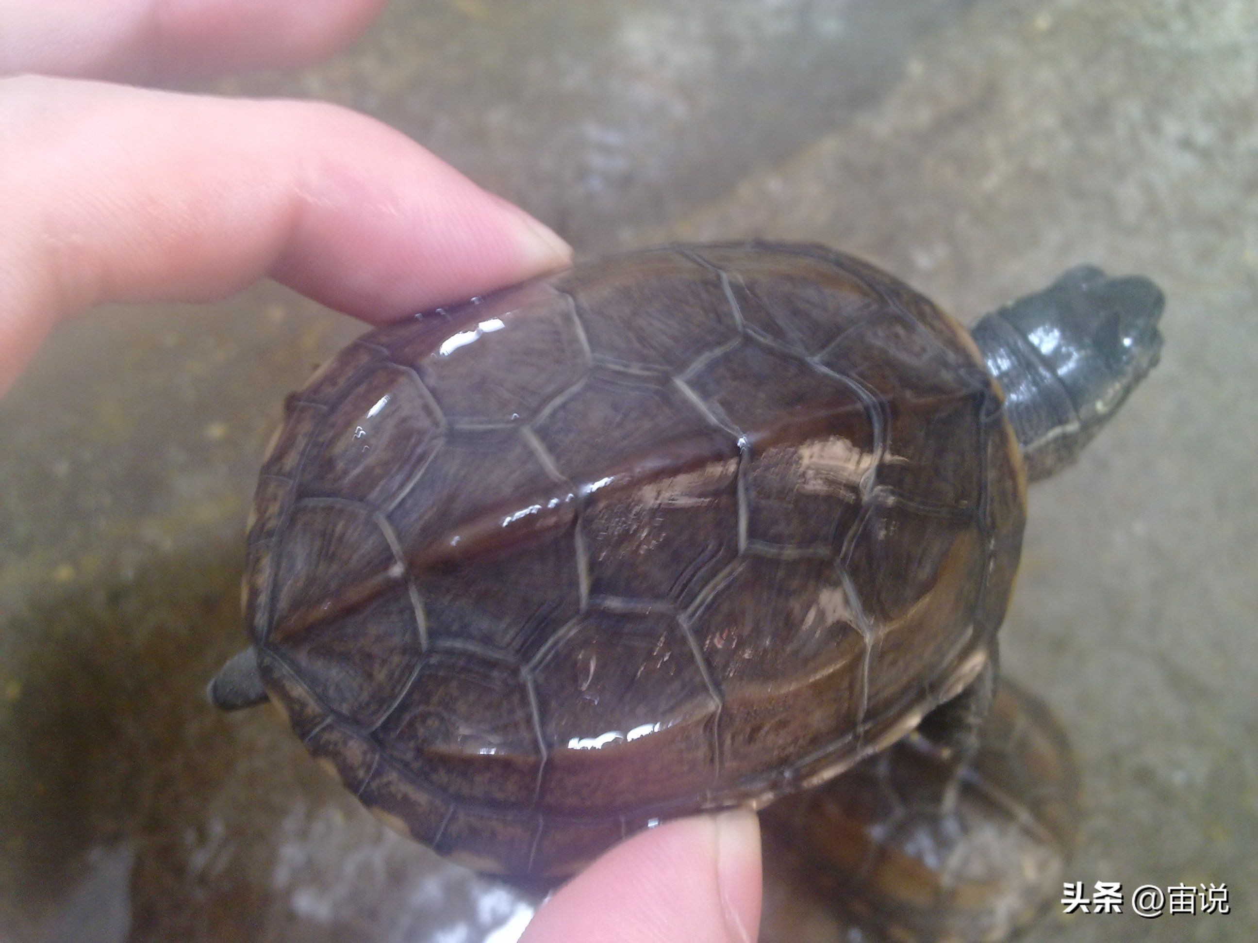 金钱龟习性是群居还是单居,人工养殖金钱龟是保护动物吗