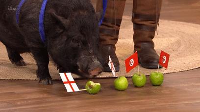 大熊猫成功“预测”日本战胜德国,大熊猫预测四场球赛