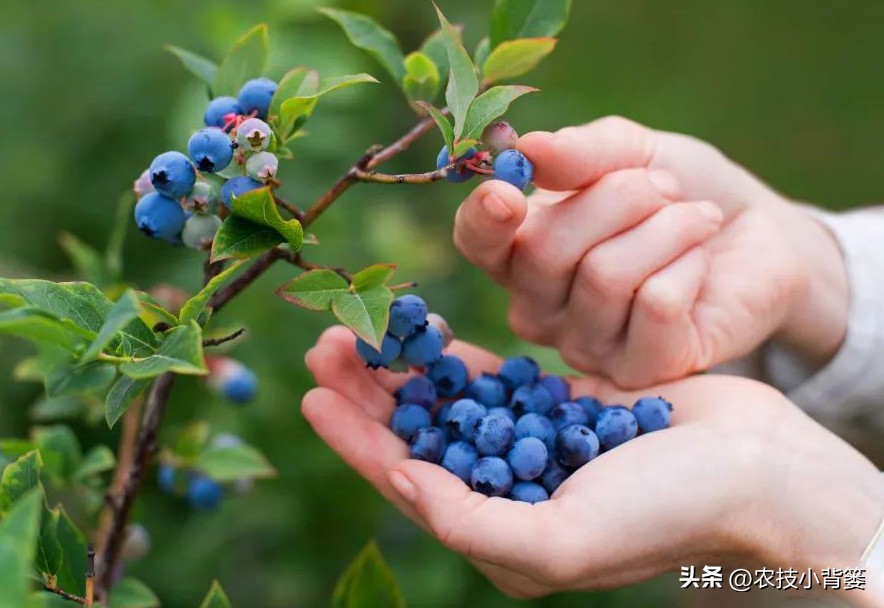 无土露天栽培蓝莓种植水肥管理,蓝莓基质栽培不需要调酸碱度