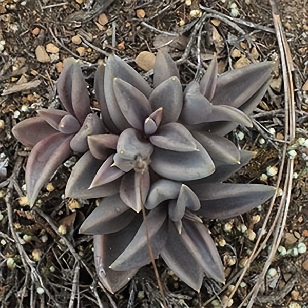 102个大类近500个多肉植物图片，都极其美丽，建议在家中也养一盆